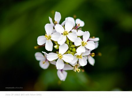 Clicca sull'immagine per ingrandirla

Nome:   whiteflower.jpg
Visite: 173
Dimensione:   48.6 KB
ID: 6564